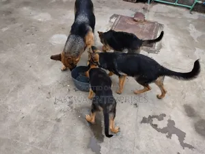 1-3 months Female Purebred German Shepherd
