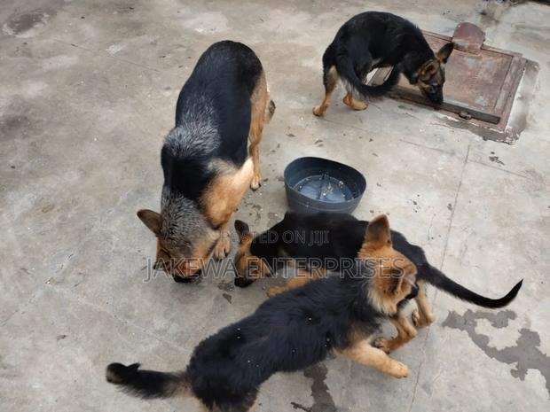 1-3 months Female Purebred German Shepherd - thumbnail 2