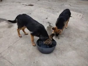 1-3 months Female Purebred German Shepherd