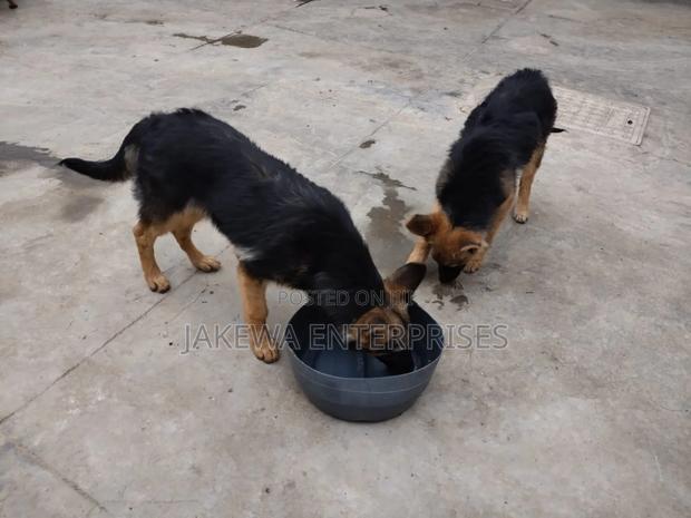 1-3 months Female Purebred German Shepherd - thumbnail 3