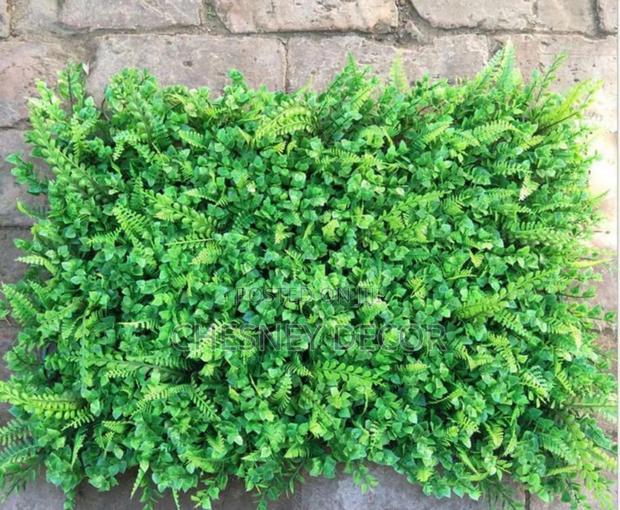 Indoor Boxwood1