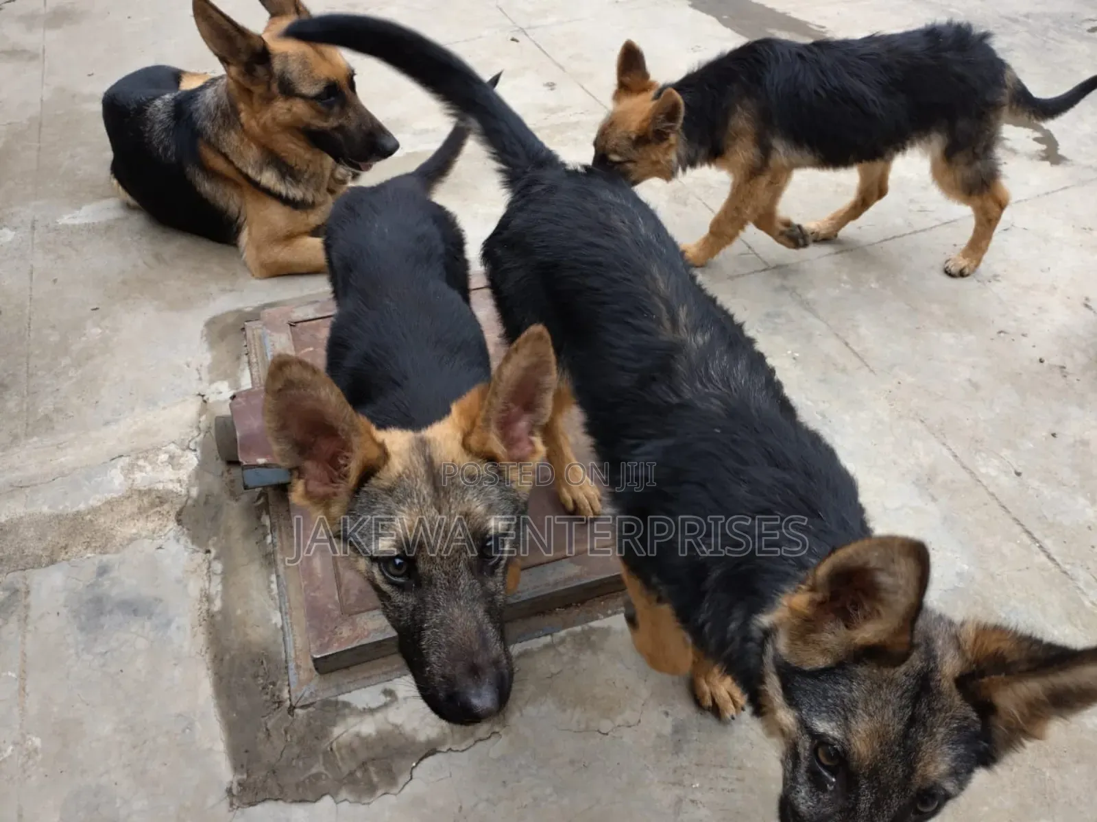1-3 months Female Purebred German Shepherd