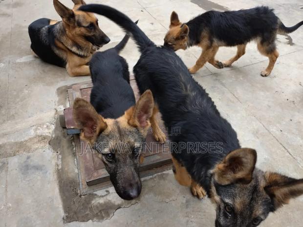 1-3 months Female Purebred German Shepherd