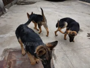 1-3 months Female Purebred German Shepherd