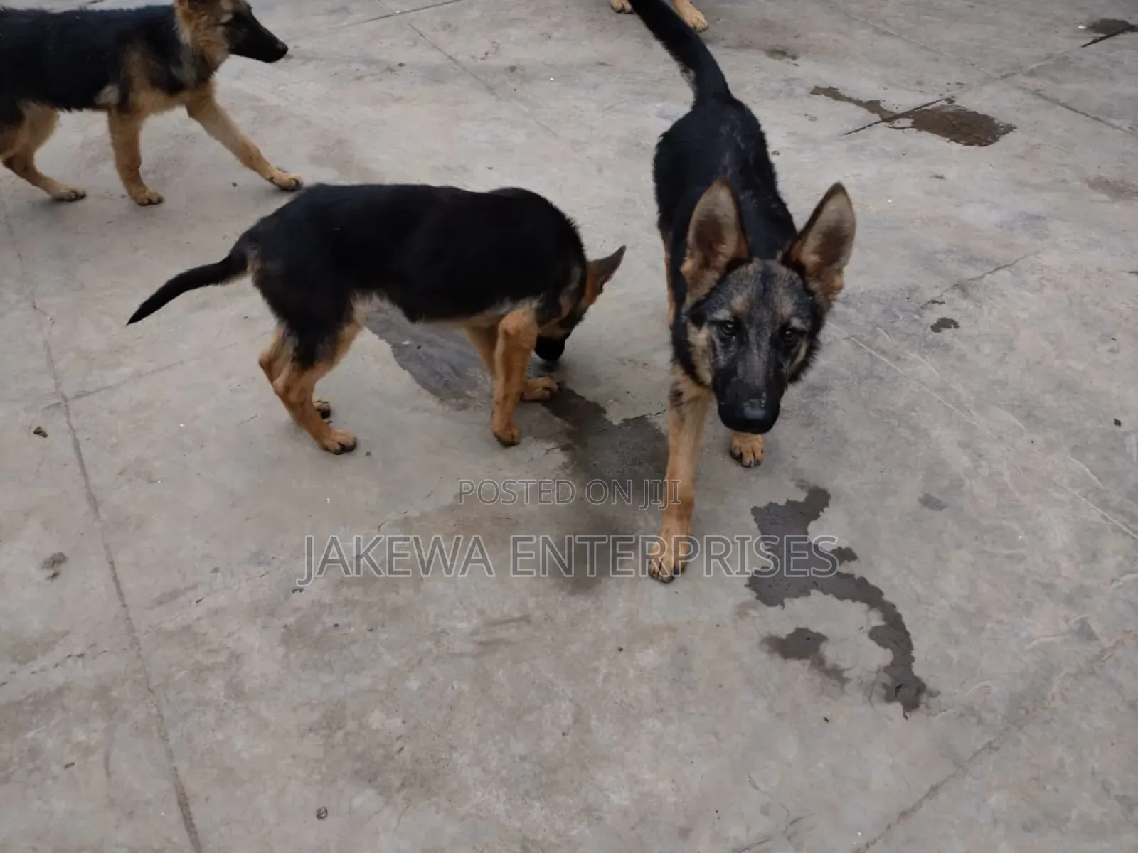 1-3 months Female Purebred German Shepherd
