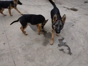 1-3 months Female Purebred German Shepherd