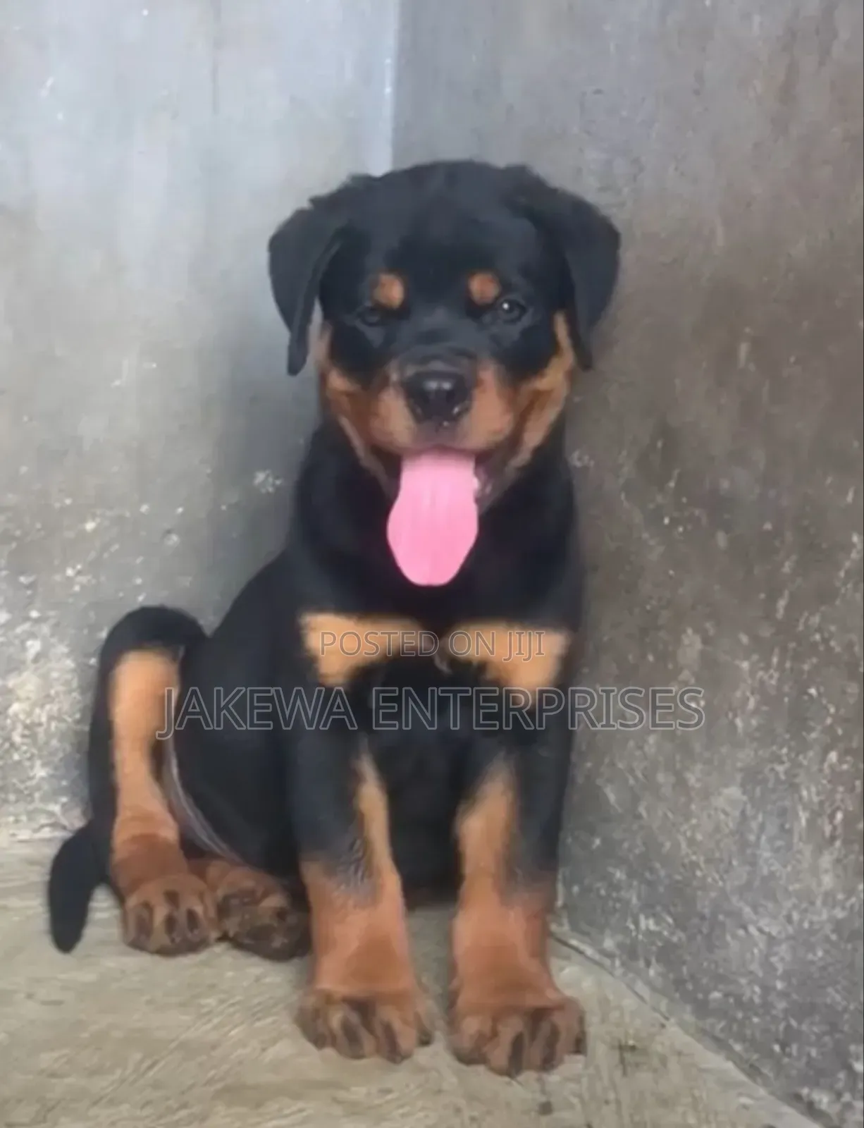 1-3 months Male Purebred Rottweiler