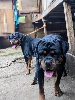 1-3 months Male Purebred Rottweiler