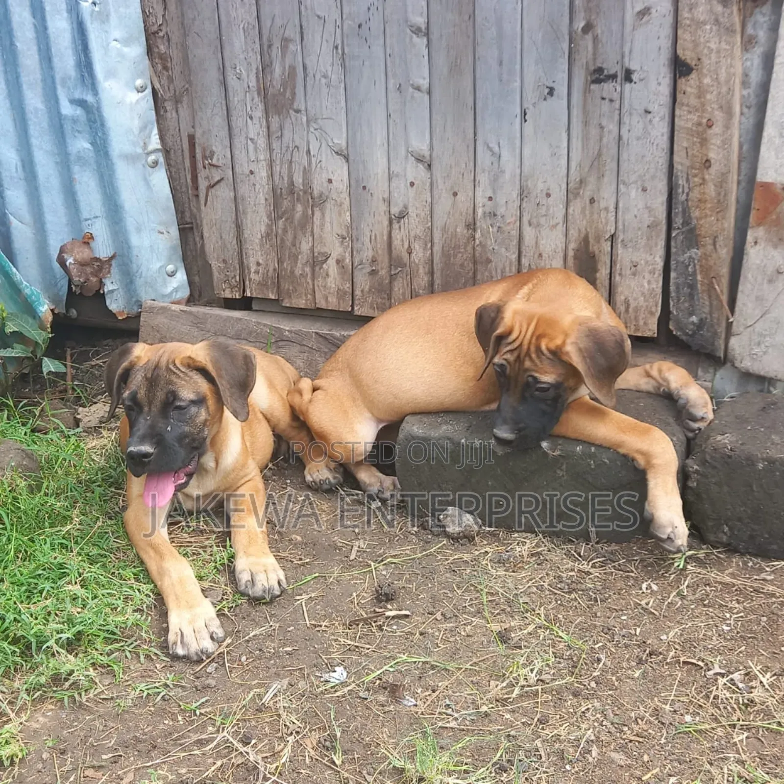 1-3 months Male Purebred Boerboel