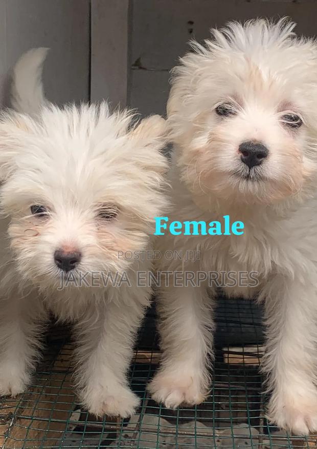 1-3 months Female Purebred Havanese