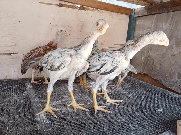 Upcoming Top Quality Kuchi - thumbnail 3