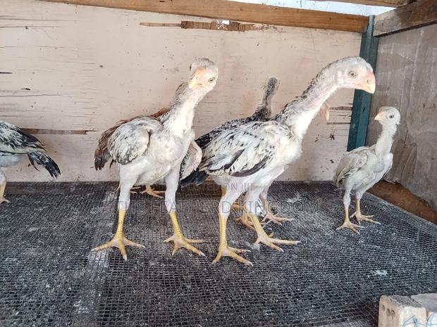 Upcoming Top Quality Kuchi - thumbnail 4