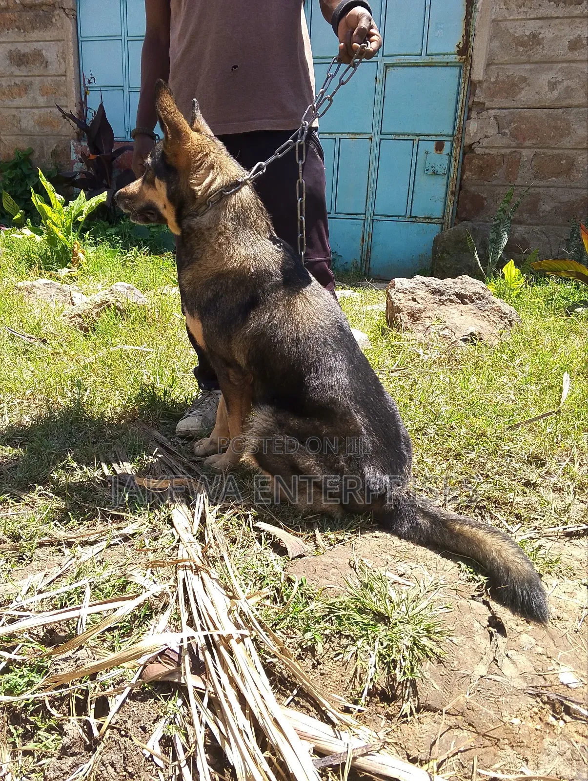 1-3 months Female Purebred German Shepherd