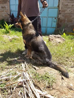 1-3 months Female Purebred German Shepherd