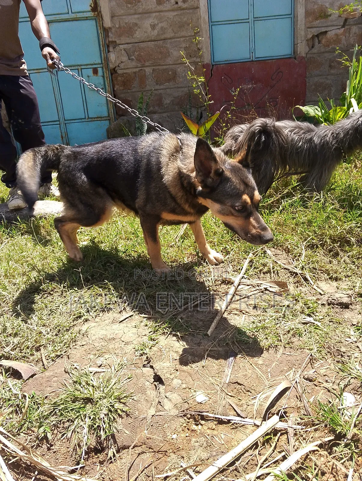 1-3 months Female Purebred German Shepherd