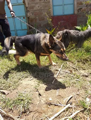 1-3 months Female Purebred German Shepherd