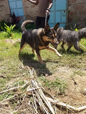 1-3 months Female Purebred German Shepherd