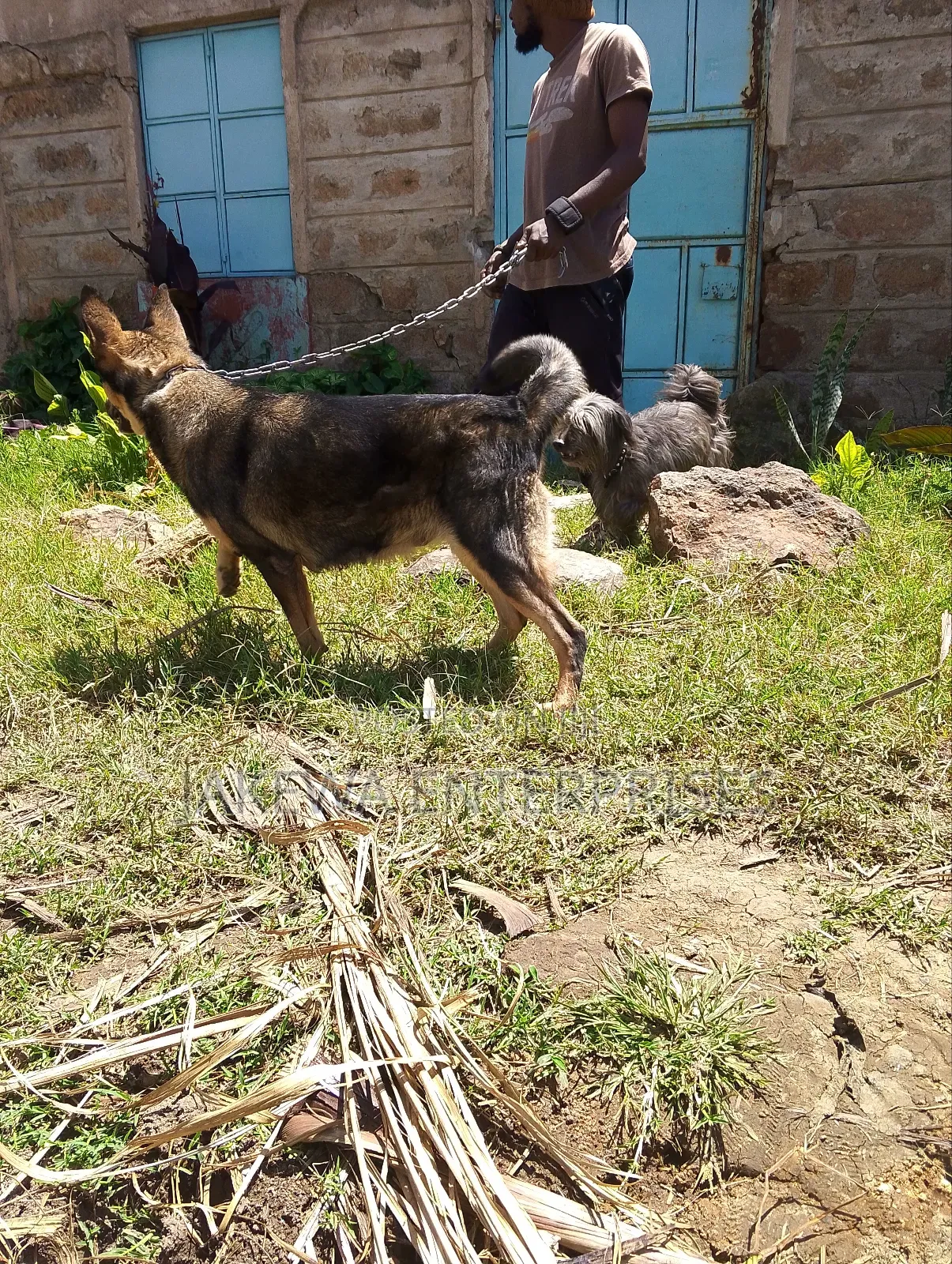 1-3 months Female Purebred German Shepherd