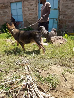 1-3 months Female Purebred German Shepherd