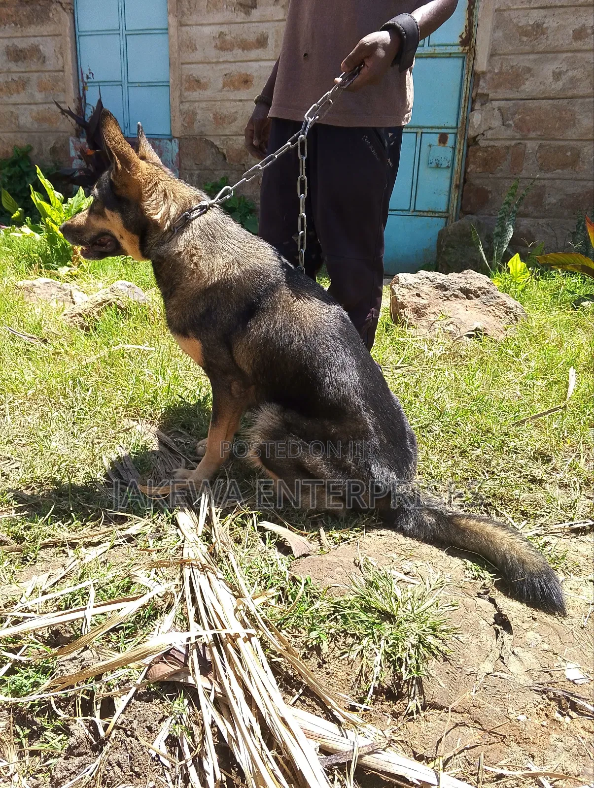 1-3 months Female Purebred German Shepherd