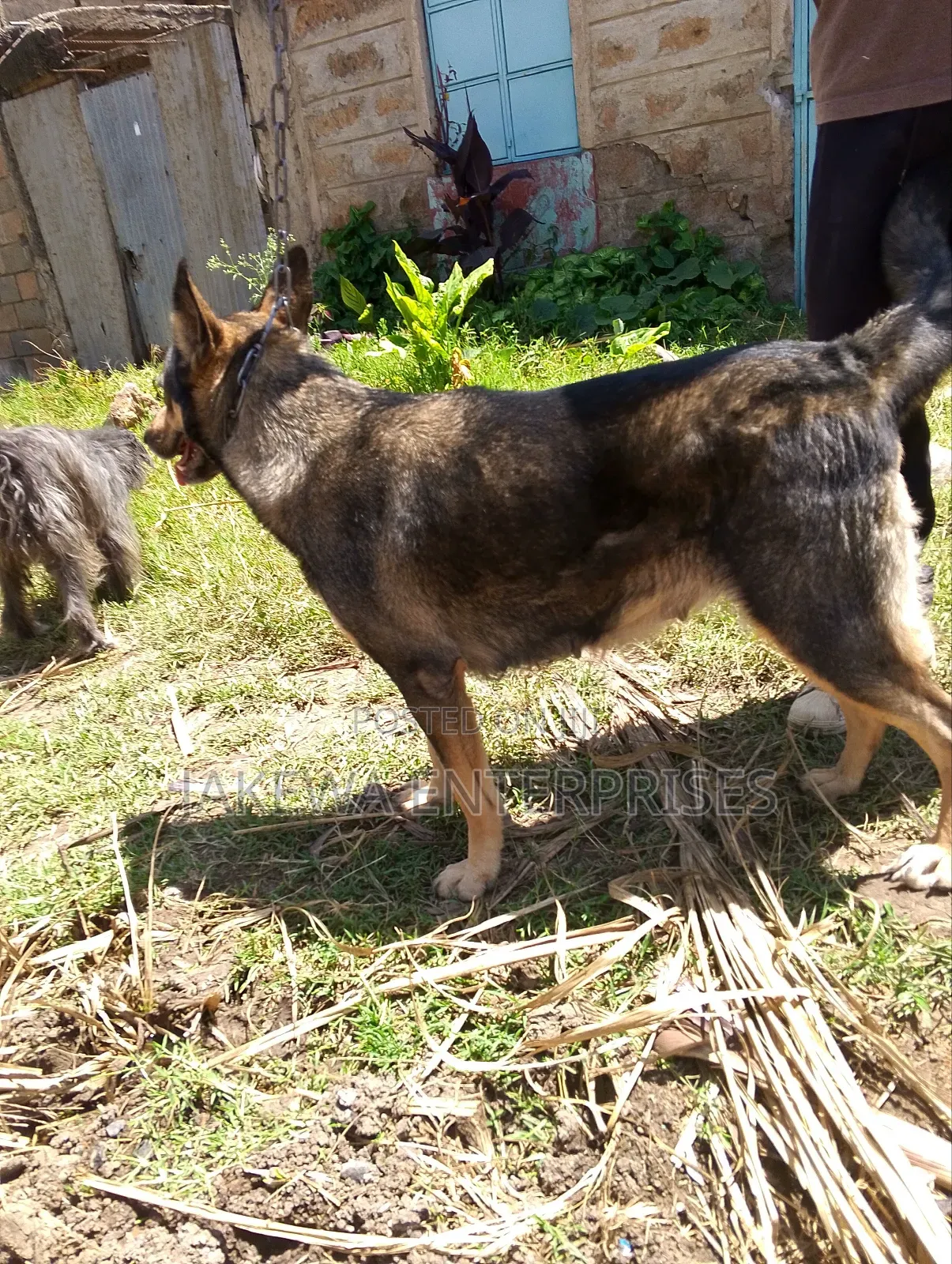1-3 months Female Purebred German Shepherd