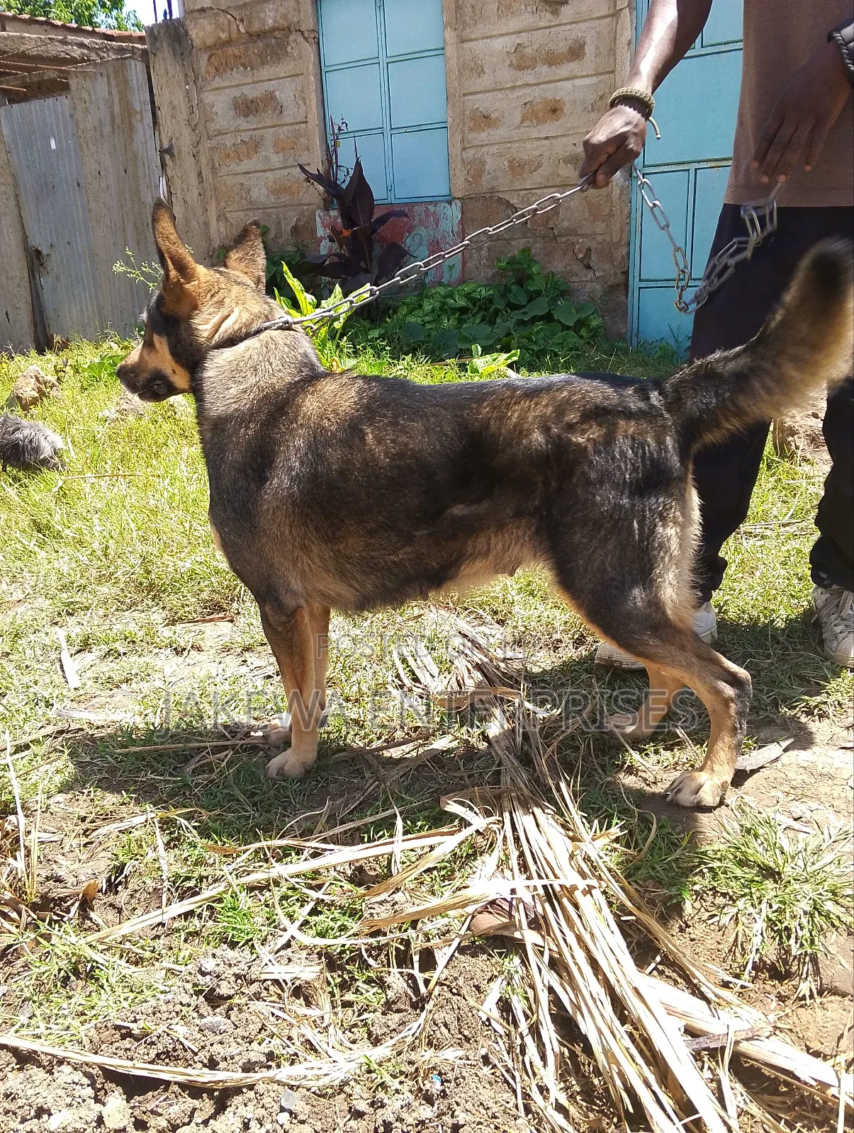 1-3 months Female Purebred German Shepherd