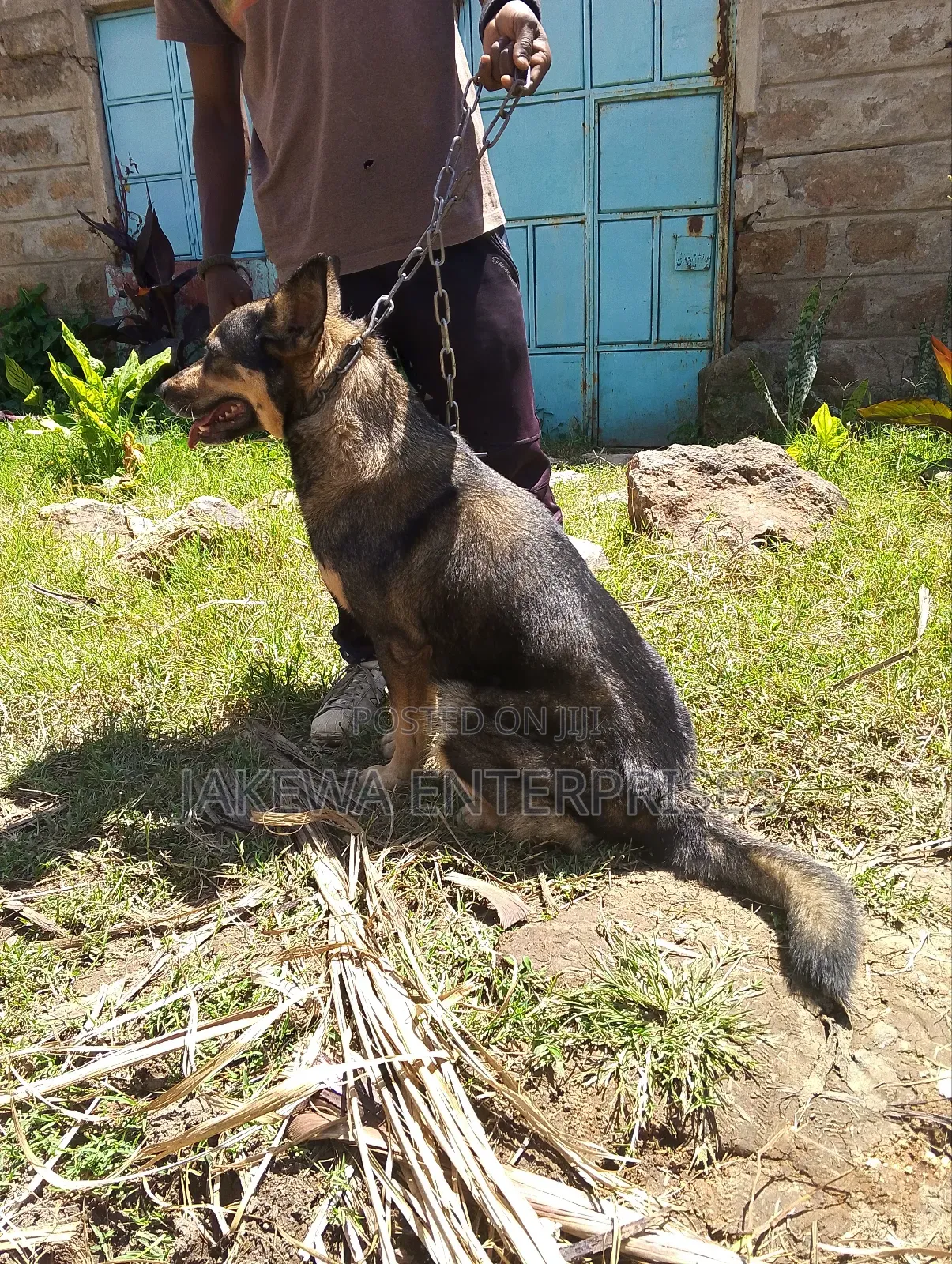 1-3 months Female Purebred German Shepherd