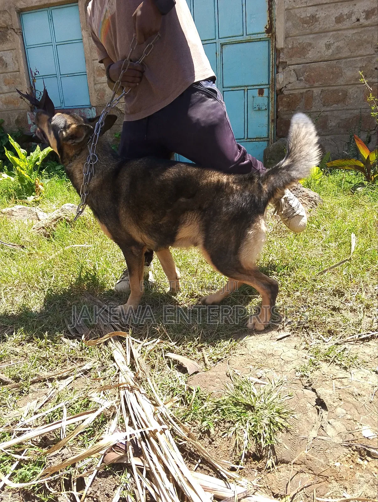 1-3 months Female Purebred German Shepherd