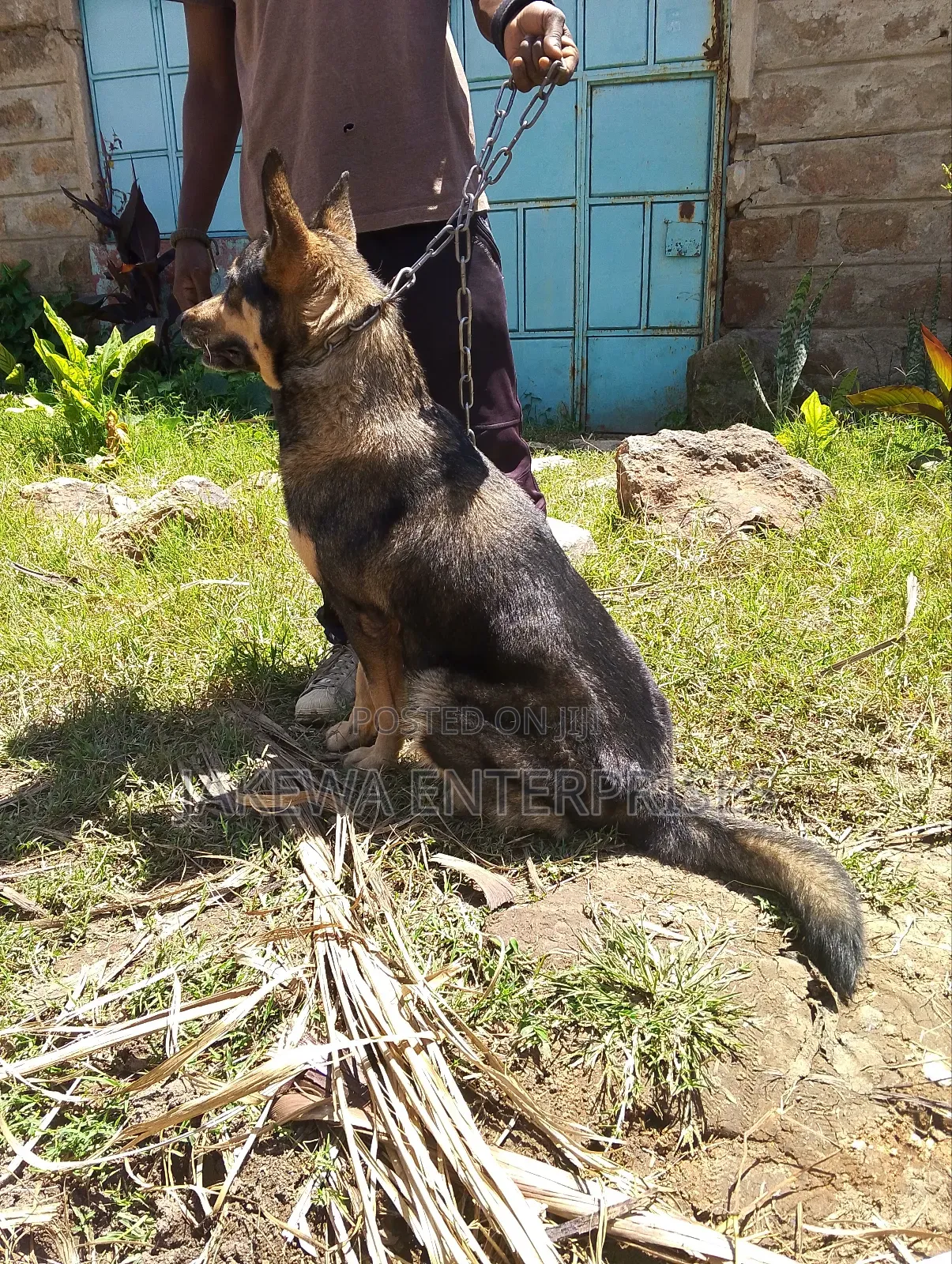 1-3 months Female Purebred German Shepherd