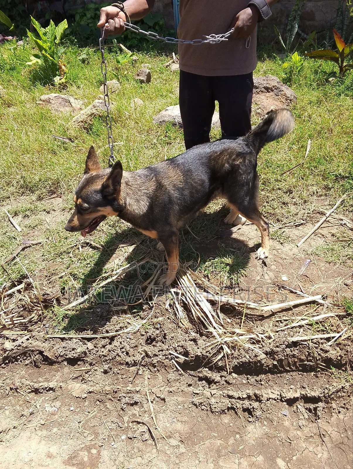 1-3 months Female Purebred German Shepherd