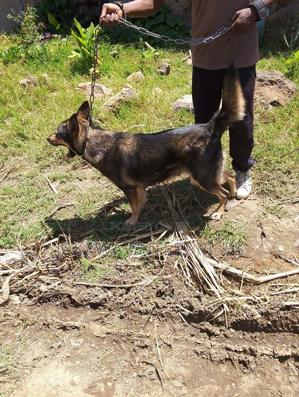 1-3 months Female Purebred German Shepherd