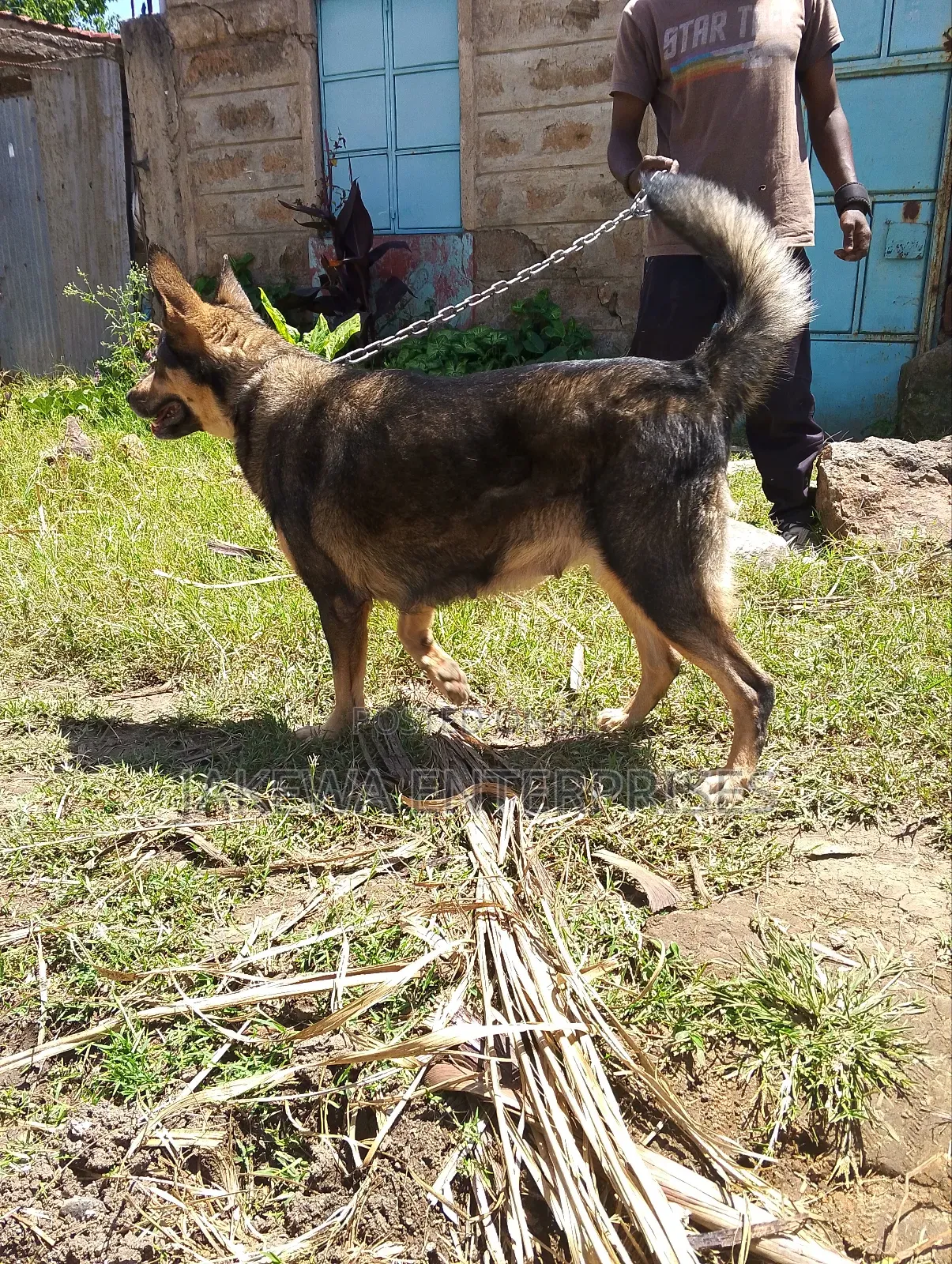 1-3 months Female Purebred German Shepherd