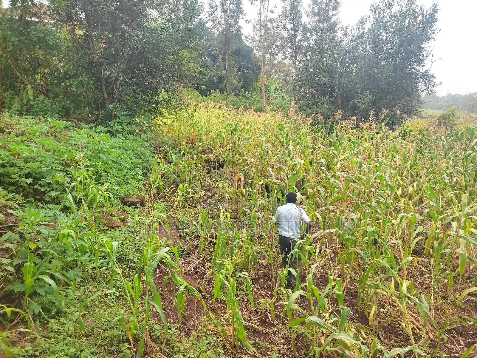 Plot for Sale in Thika, Chania Estate Ngoingwa 50 by 100