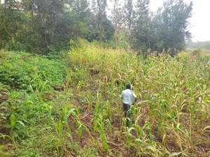 Plot for Sale in Thika, Chania Estate Ngoingwa 50 by 100