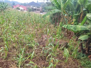 Plot for Sale in Thika, Chania Estate Ngoingwa 50 by 100