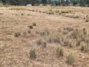 Very Prime Plots in Leshau Nyandarua County