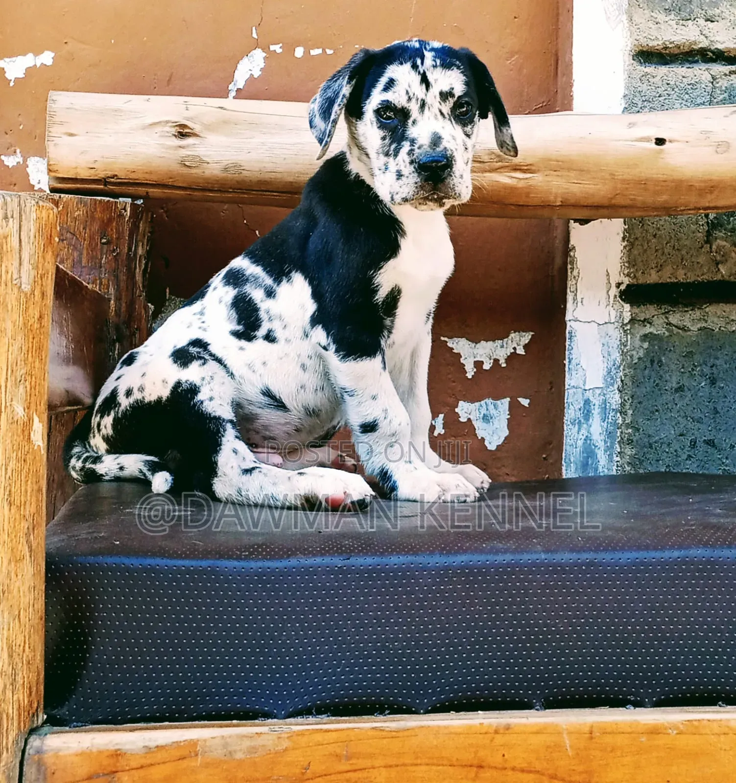1-3 months Male Purebred Great Dane