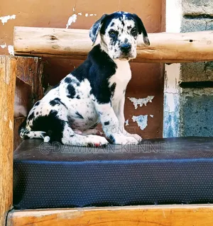 1-3 months Male Purebred Great Dane
