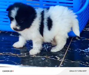 1-3 months Male Purebred Havanese