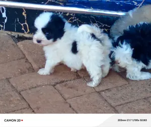 1-3 months Male Purebred Havanese