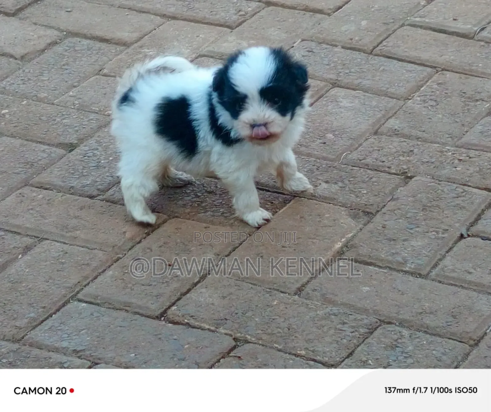 1-3 months Male Purebred Havanese