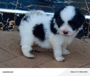 1-3 months Male Purebred Havanese