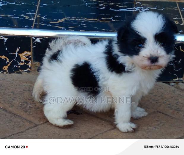 1-3 months Male Purebred Havanese - thumbnail 5