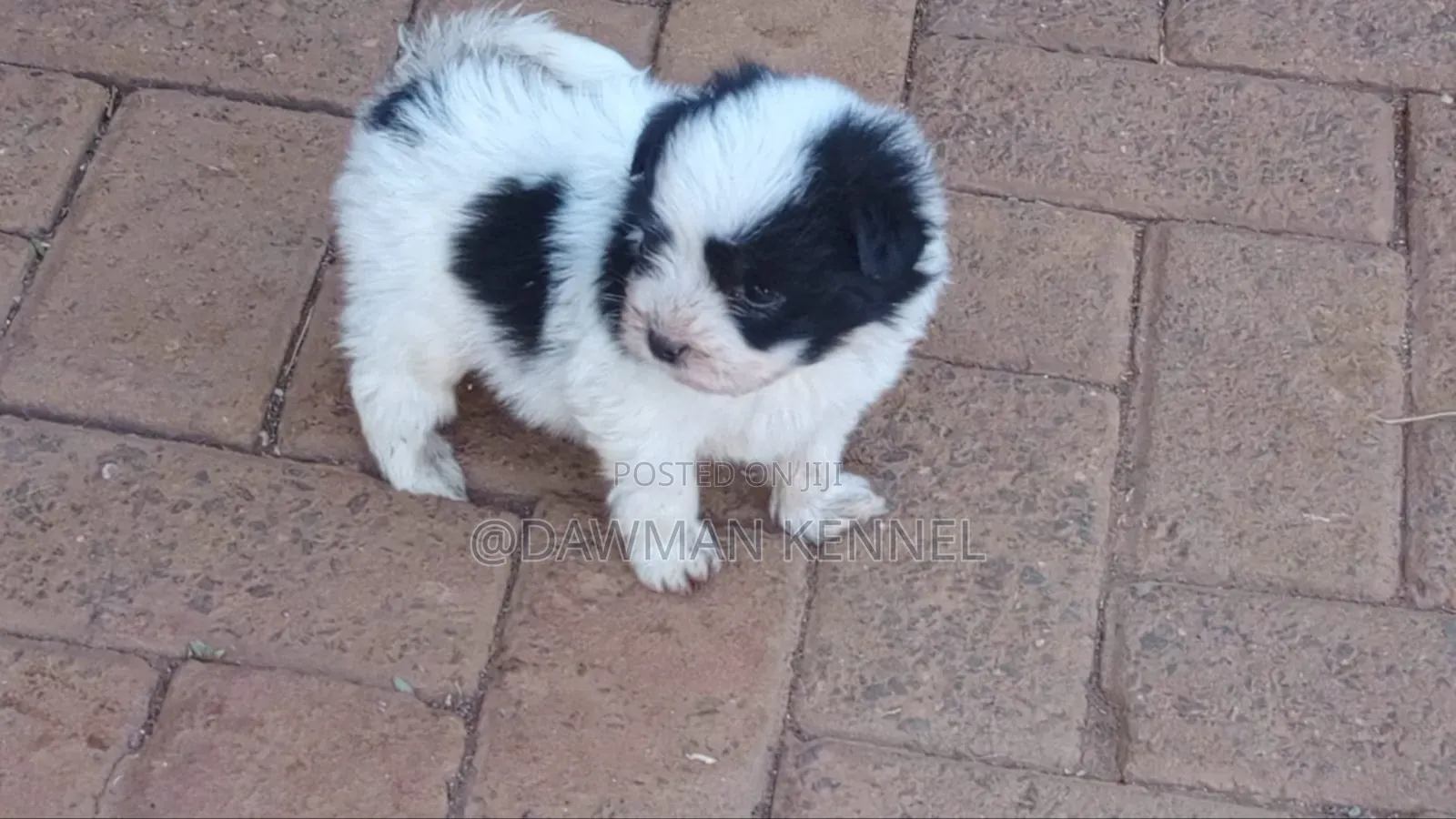 1-3 months Male Purebred Havanese