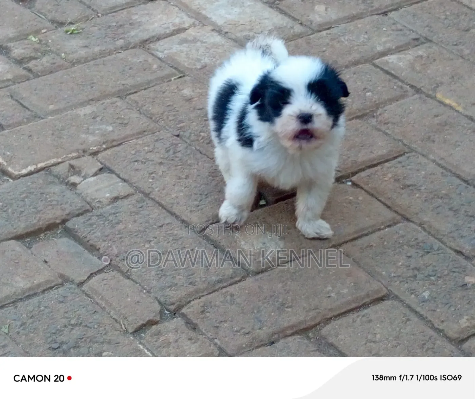 1-3 months Male Purebred Havanese