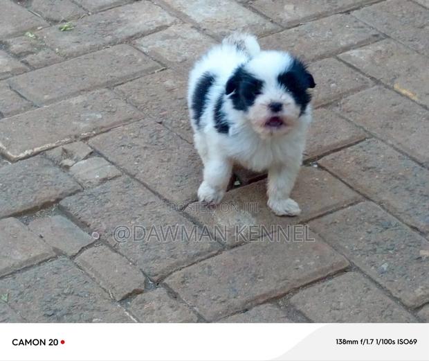 1-3 months Male Purebred Havanese - thumbnail 7