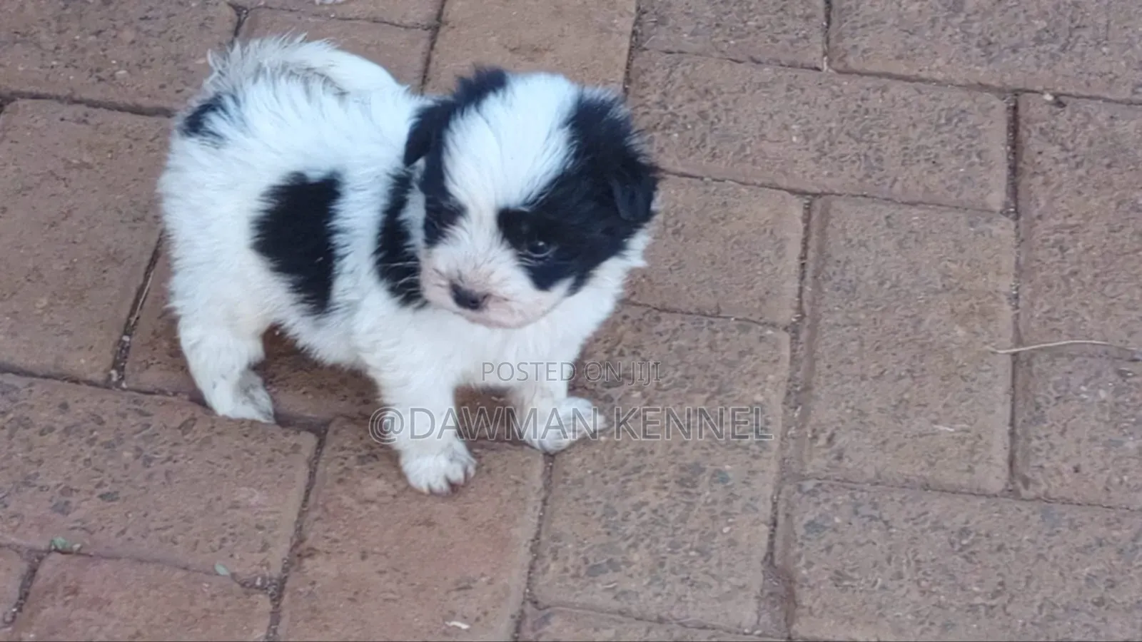 1-3 months Male Purebred Havanese