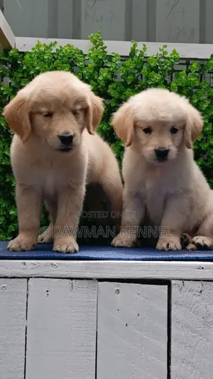 1-3 months Male Purebred Golden Retriever