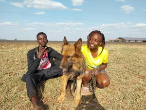 1+ year Male Purebred German Shepherd - thumbnail 2