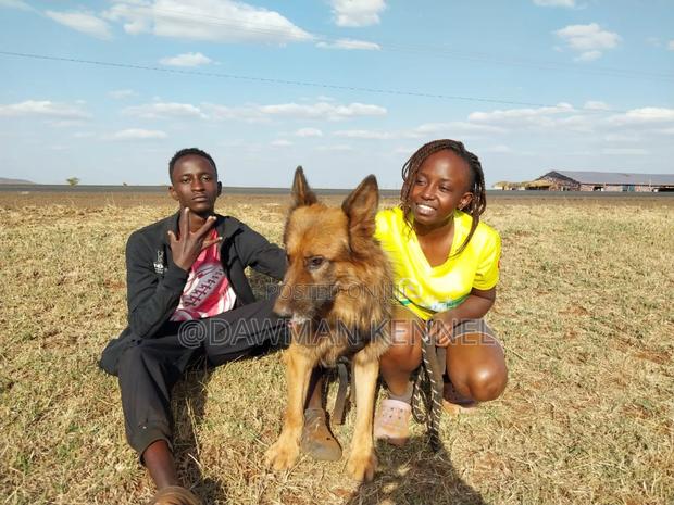 1+ year Male Purebred German Shepherd - main view